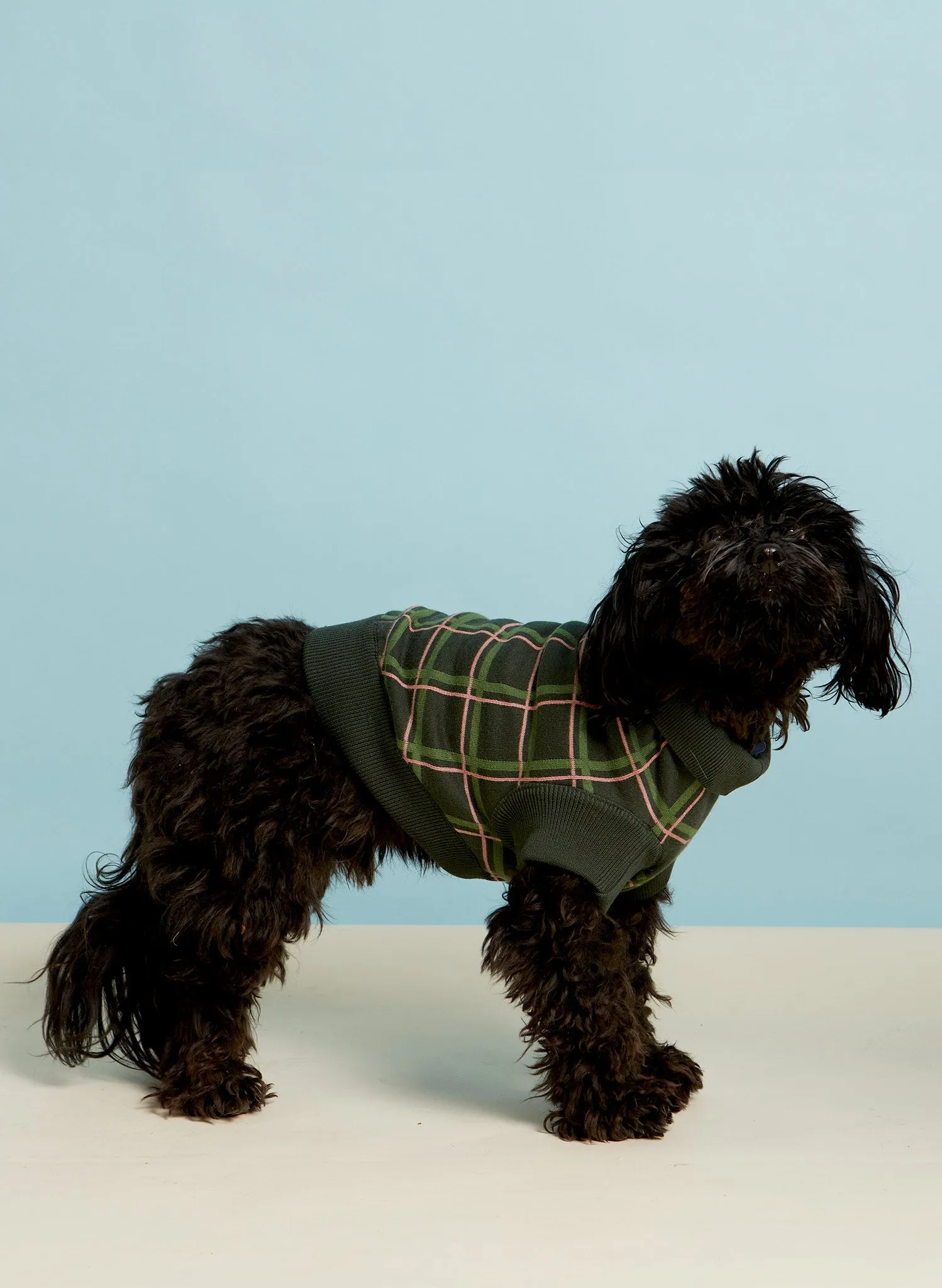 Rodney Dog Jumper - Green Tuck Shop